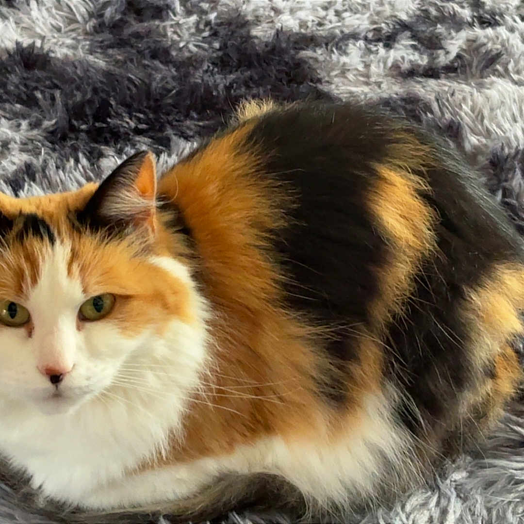 Nala