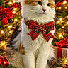 bow_tie, calico_cat, cat, christmas, christmas_tree, decoration, fairy_lights, festive, fluffy, gift_box, gold_ornaments, holiday, indoor, ornaments, pet, poinsettia, portrait, red_ornaments, sitting, tartan