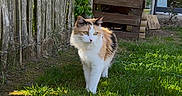 Nala a rejoint le concours — aidez-le/la à gagner de superbes lots ! animal_portrait, backyard, black_fur, calico_cat, cat, fence, fluffy, garden, grass, greenery, lawn, long_hair, orange_fur, outdoor, rustic, standing, sunlight, walking, white_fur, wooden_shelter