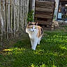 animal_portrait, backyard, black_fur, calico_cat, cat, fence, fluffy, garden, grass, greenery, lawn, long_hair, orange_fur, outdoor, rustic, standing, sunlight, walking, white_fur, wooden_shelter