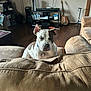 dog, indoor, couch, living_room, guitar, floor, furniture, pet, collar, wood_floor, electronics, sitting, relaxed, closed_eyes, speckled, brown, beige, home, quiet, resting