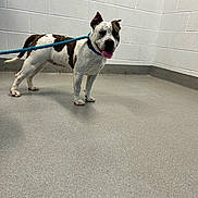Ellie joined the competition — help win amazing prizes! dog, leash, indoor, white_wall, tiled_floor, spotted_dog, standing, pet, canine, ears_up, tongue_out, playful, companion, animal, friendly, alert, smiling, blue_leash, short_hair, room