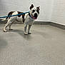 dog, leash, indoor, white_wall, tiled_floor, spotted_dog, standing, pet, canine, ears_up, tongue_out, playful, companion, animal, friendly, alert, smiling, blue_leash, short_hair, room