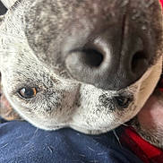 Eliza is registered to the contest to win money with this photo: dog, close_up, nose, face, fur, pet_hair, lying_down, curious, animal, whiskers, brown_eye, snout, texture, domestic_animal, canine, indoor, soft_light, portrait, cute, playful