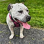 Eliza is registered to the contest to win money with this photo: dog, white_dog, pink_harness, tongue_out, outdoor, grass, asphalt, pet, canine, close_up, happy, side_view, speckled_fur, pavement, nature, animal, summer, friendly, domestic_animal, leash