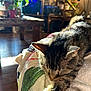 cat, tabby, sleeping, blanket, sunlight, indoor, living_room, plant, wooden_floor, cozy, furniture, relaxation, pet, fur, nap, soft, warm_light, houseplant, home, comfort