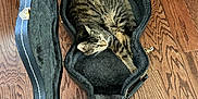 Jack is registered to the contest to win money with this photo: cat, tabby, guitar_case, wood_floor, pet, cozy, sleeping, indoor, curled_up, feline, fur, animal, household, relaxing, comfort, domestic, resting, cute, soft, open_case