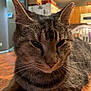 Jack joined the competition — help win amazing prizes! cat, tabby, whiskers, indoor, wooden_table, kitchen, feline, pet, closeup, animal, domestic_cat, ears, fur, relaxed, household, mammal, room, table, home, portrait
