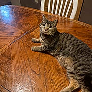 Jack joined the competition — help win amazing prizes! cat, tabby_cat, wooden_table, chair, indoor, furniture, pet, animal, relaxed, looking_at_camera, brown, striped, domestic_cat, whiskers, floor, door, home, curious, cozy, resting