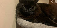 Spy is registered to the contest to win money with this photo: cat, black_cat, feline, pet, indoor, cat_tree, gray, fur, animal, relaxed, resting, looking, home, cozy, wall, wooden_sign, domestic, cute, mammal, household_pet