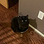Spy joined the competition — help win amazing prizes! black_cat, cat, pet, animal, wooden_floor, bowl, indoor, wall, electrical_outlet, shadow, fur, curious, sitting, domestic_animal, flooring, household, feline, looking_up, cozy, quiet
