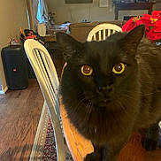 Spy joined the competition — help win amazing prizes! black_cat, cat, table, wood_floor, chair, living_room, poinsettia, flower, window, television, sofa, rug, plant, curtain, home_interior, furniture, pet, animal, domestic_cat, close_up