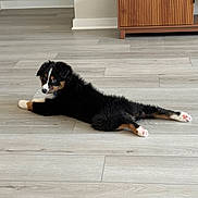 Firulais is registered to the contest to win money with this photo: puppy, dog, black_fur, white_paws, brown_markings, lying_down, floor, wooden_floor, indoor, living_room, furniture, cabinet, pet, cute, young_dog, curious, looking_back, domestic_animal, home, relaxed