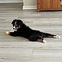 puppy, dog, black_fur, white_paws, brown_markings, lying_down, floor, wooden_floor, indoor, living_room, furniture, cabinet, pet, cute, young_dog, curious, looking_back, domestic_animal, home, relaxed