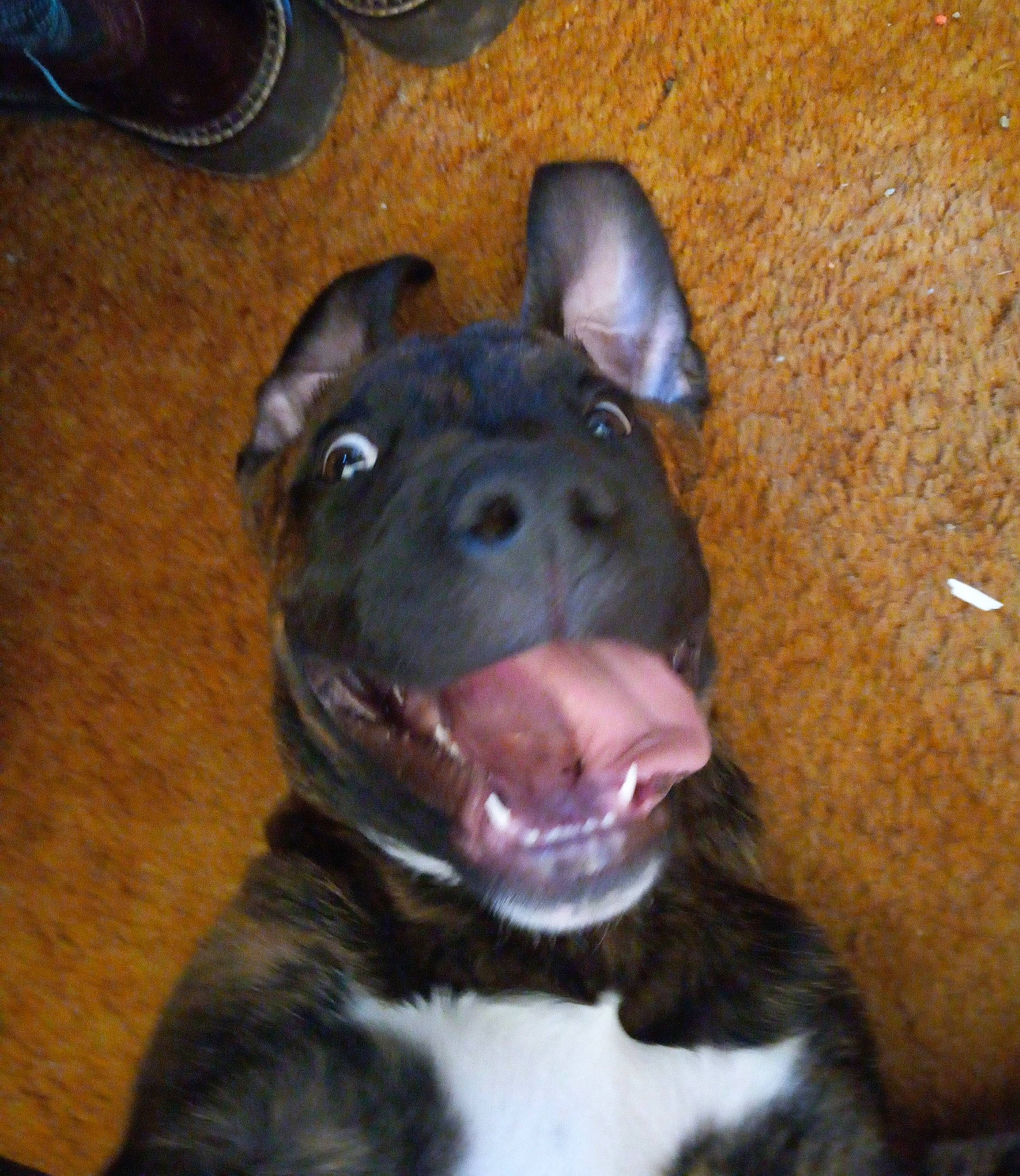 Bounty joined the competition — help win amazing prizes! canidae, carnivore, companion_dog, dog, dog_breed, ear, fawn, fur, jaw, liver, non_sporting_group, snout, sporting_group, terrestrial_animal, whiskers, working_animal, working_dog