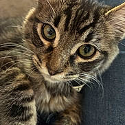 Sumo is registered to the contest to win money with this photo: cat, kitten, tabby, close_up, whiskers, fur, pet, animal, cute, eyes, face, paw, indoor, resting, feline, young, soft, fluffy, curious, portrait