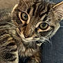 cat, kitten, tabby, close_up, whiskers, fur, pet, animal, cute, eyes, face, paw, indoor, resting, feline, young, soft, fluffy, curious, portrait