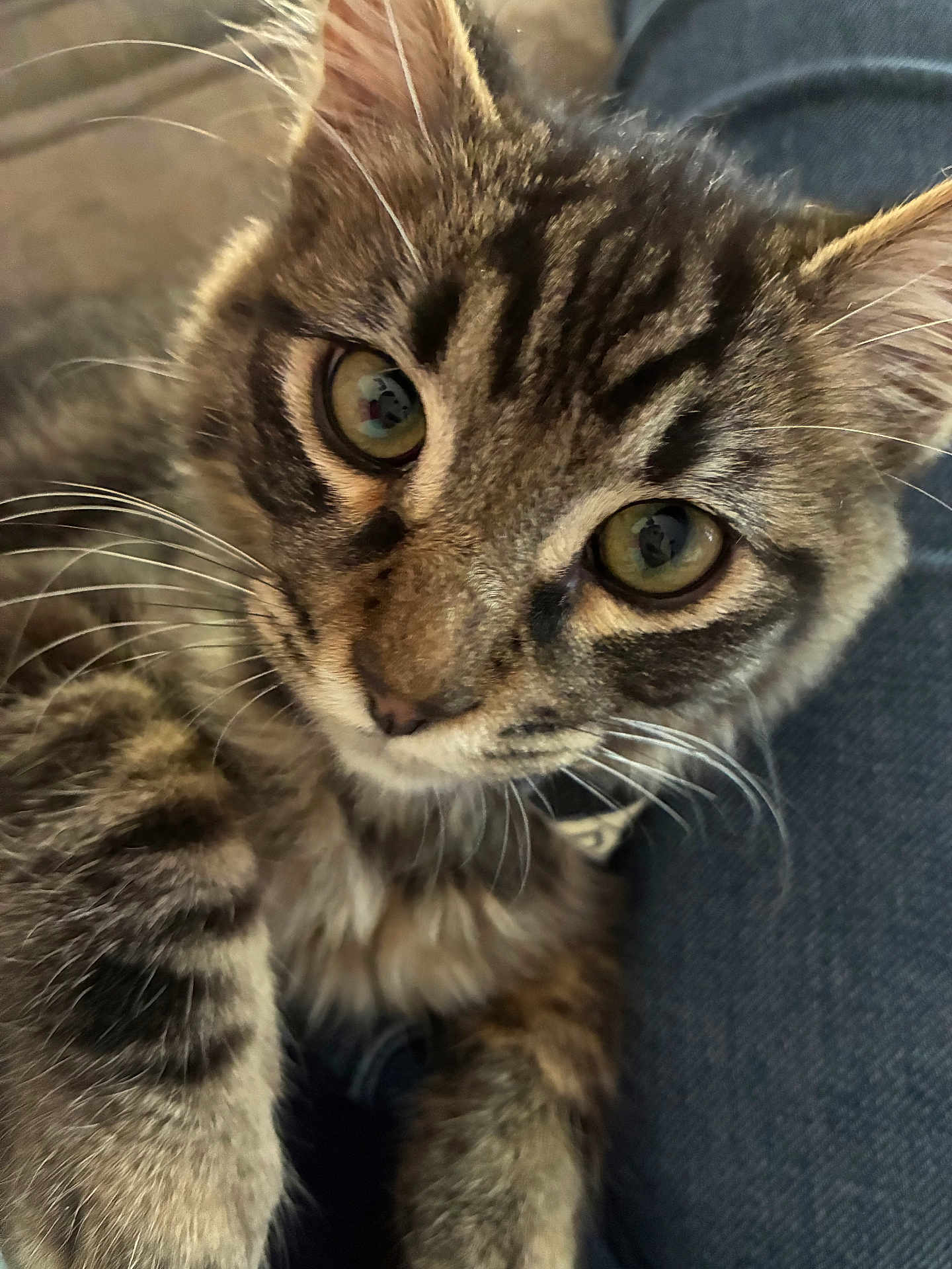 Sumo is registered to the contest to win money with this photo: cat, kitten, tabby, close_up, whiskers, fur, pet, animal, cute, eyes, face, paw, indoor, resting, feline, young, soft, fluffy, curious, portrait