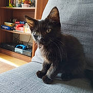 Noctis joined the competition — help win amazing prizes! black_kitten, books, cat, couch, cozy, curious, domestic_animal, ears, eyes, feline, furniture, gray_fabric, indoors, kitten, living_room, pet, potted_plant, sitting, whiskers, wooden_shelf