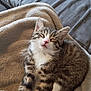 adorable, animal, blanket, cat, closeup, comfort, cozy, cute, feline, fur, indoor, kitten, pet, relaxed, resting, sleeping, soft, tabby, whiskers, young