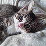 animal, bed, blanket, cat, closeup, cute, eyes, fur, indoor, kitten, lying_down, mammal, pet, portrait, small, soft, striped, tabby, whiskers, young