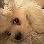 dog, white, fluffy, pet, close_up, blanket, cozy, fur, cute, resting, indoors, soft_texture, face, animal, companion, relaxing, cute_pet, snuggle, domestic_animal, sleepy