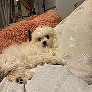 Stella participe au concours pour gagner de l'argent avec cette photo : puppy, dog, white, fluffy, bed, blanket, pillow, indoor, cozy, cute, pet, resting, fur, sleepy, comfort, home, relaxed, animal, small, laying