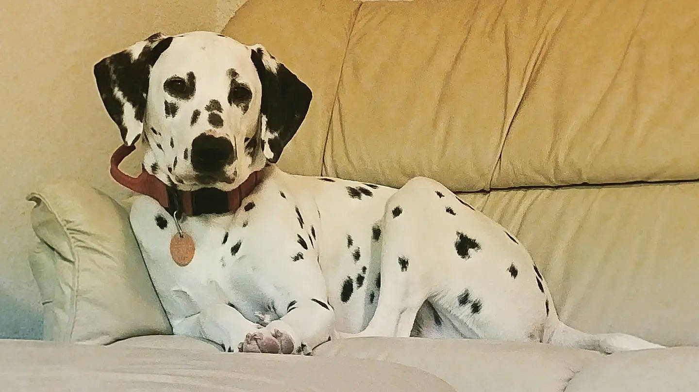 Dynamo joined the competition — help win amazing prizes! carnivore, collar, comfort, companion_dog, couch, dalmatian, dog, dog_breed, dog_collar, dog_supply, great_dane, non_sporting_group, pattern, sleeper_chair, snout, sporting_group, studio_couch, terrestrial_animal, working_animal, working_dog