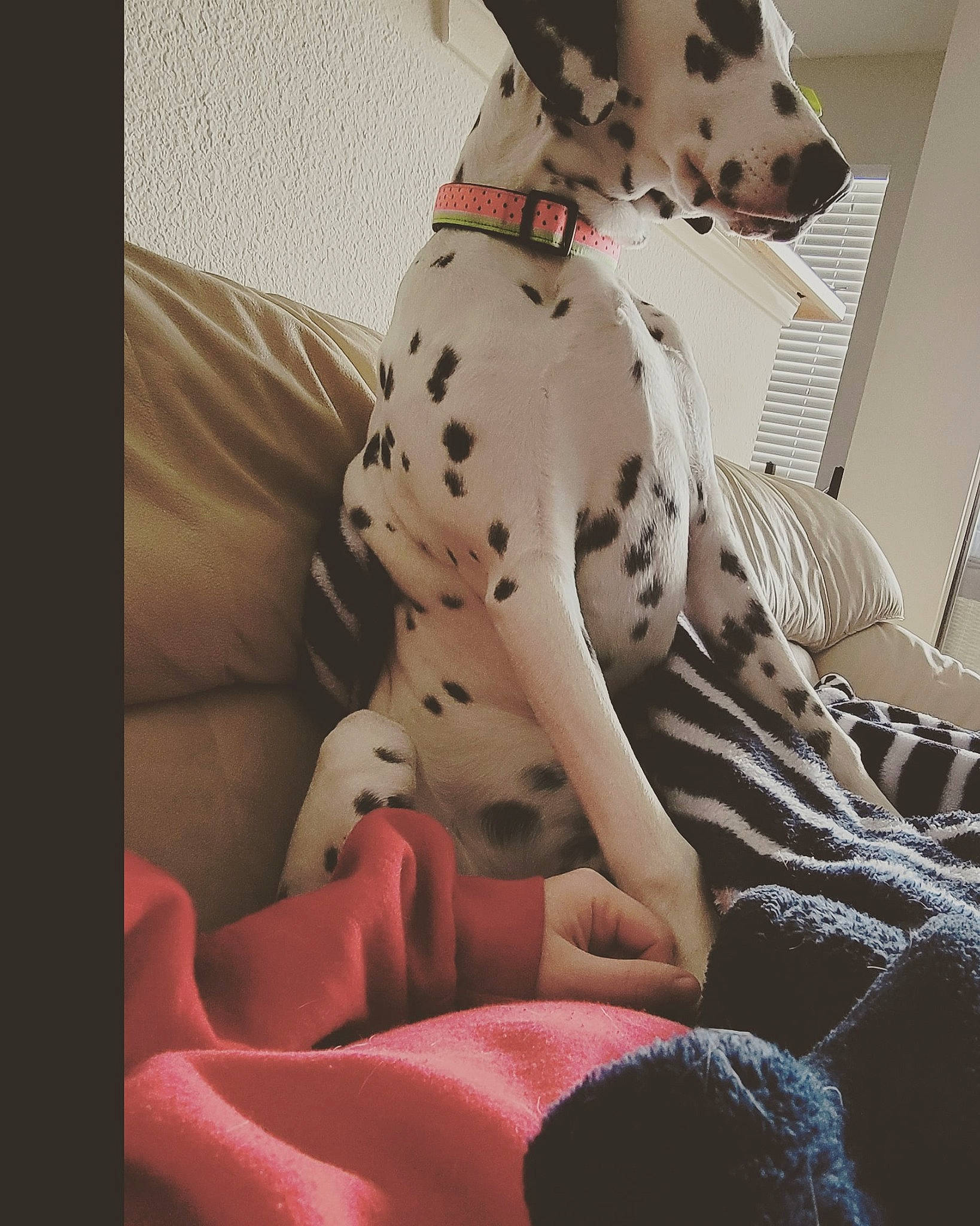 Dynamo joined the competition — help win amazing prizes! carnivore, collar, comfort, companion_dog, couch, dalmatian, dog, dog_breed, dog_collar, dog_supply, fawn, human_leg, linens, pattern, pet_supply, sleeve, snout, sporting_group, thigh, working_animal