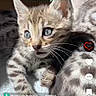 kitten, bengal_cat, cat, feline, pet, animal, cute, close_up, fur, striped, young, whiskers, playful, resting, indoor, domestic, two_animals, social_media, text_overlay, tiktok_interface