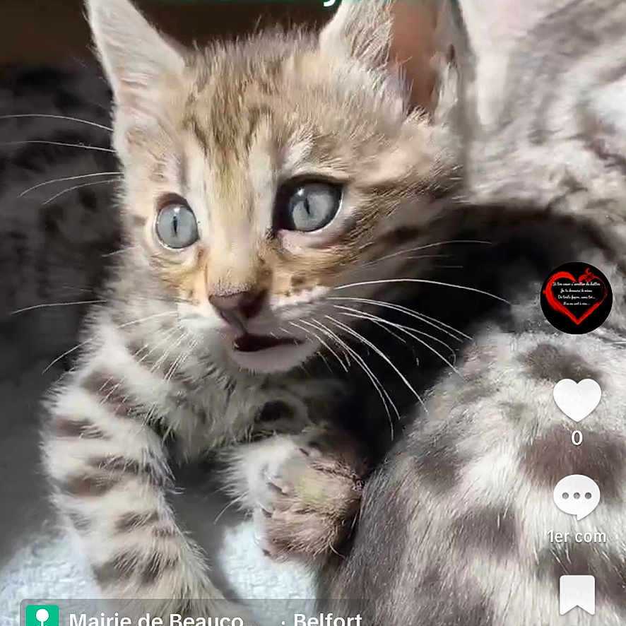 Bella a rejoint le concours — aidez-le/la à gagner de superbes lots ! kitten, bengal_cat, cat, feline, pet, animal, cute, close_up, fur, striped, young, whiskers, playful, resting, indoor, domestic, two_animals, social_media, text_overlay, tiktok_interface