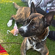 Oso joined the competition — help win amazing prizes! animal, background_blur, blue_eyes, brindle, canine, closeup, collar, companion, dog, ears, fur, grass, lying_down, muzzle, nature, outdoor, pet, playful, summer, toy
