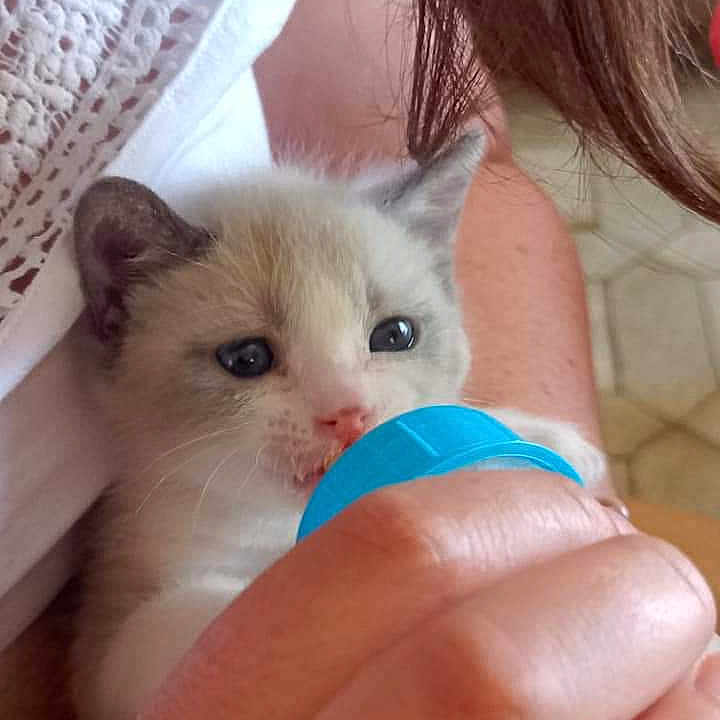 Kit-Cat