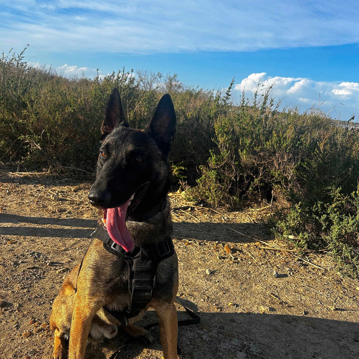 Ares participe au concours pour gagner de l'argent avec cette photo : animal, blue_sky, bushes, canine, clouds, daytime, dirt_path, dog, ears_up, happy, harness, leash, nature, outdoor, panting, pet, sitting, summer, sunlight, tongue_out
