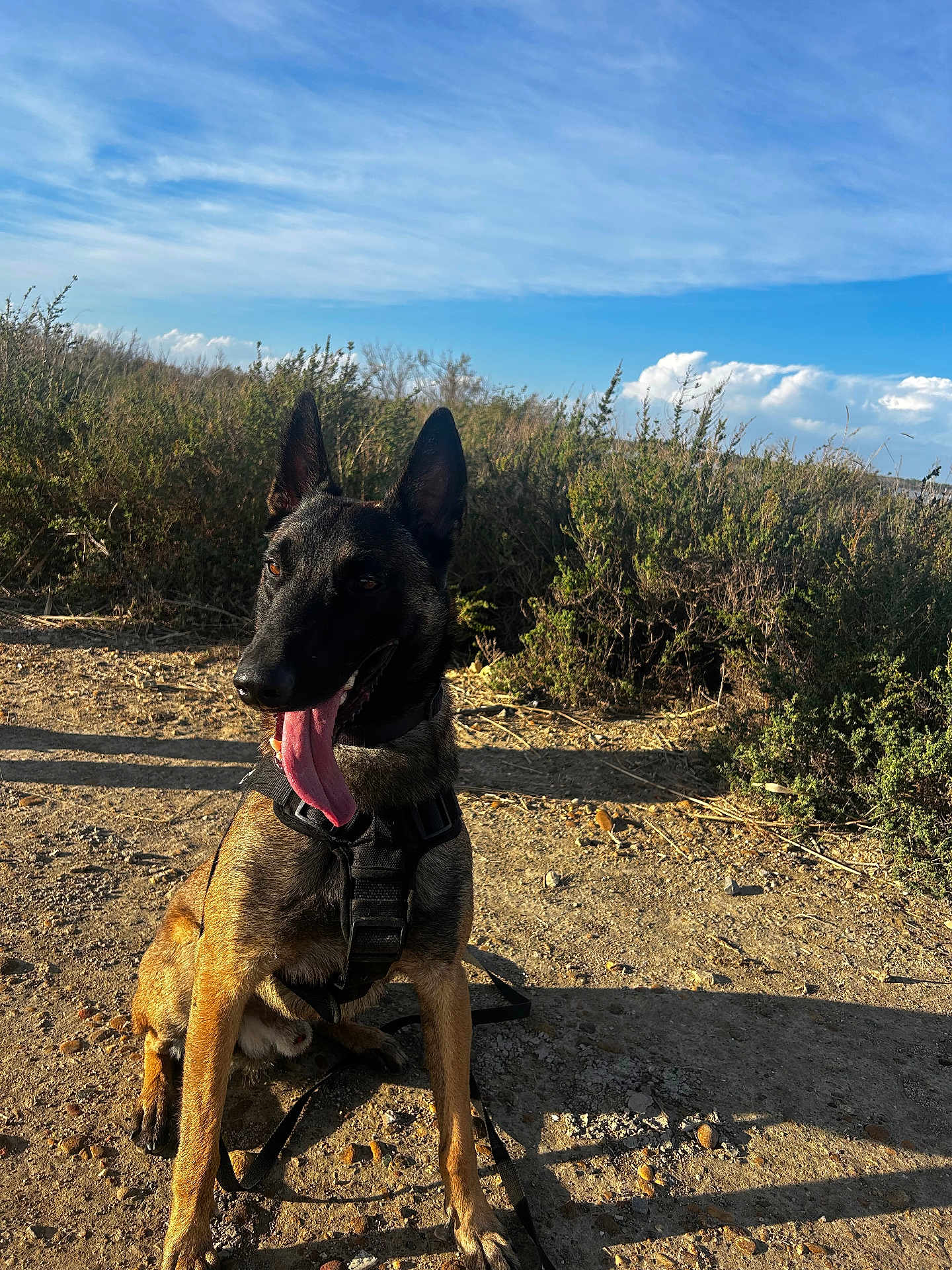 Ares participe au concours pour gagner de l'argent avec cette photo : dog, canine, outdoor, sunlight, nature, blue_sky, clouds, bushes, dirt_path, happy, panting, sitting, leash, harness, pet, animal, summer, daytime, ears_up, tongue_out