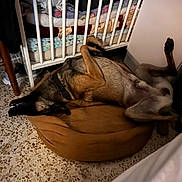 Ares a rejoint le concours — aidez-le/la à gagner de superbes lots ! animal, bedding, brown, canine, collar, cozy, crib, dog, domestic, floor, furniture, home, indoor, lying_down, pet_bed, relaxed, resting, sleeping, tile_floor, upside_down