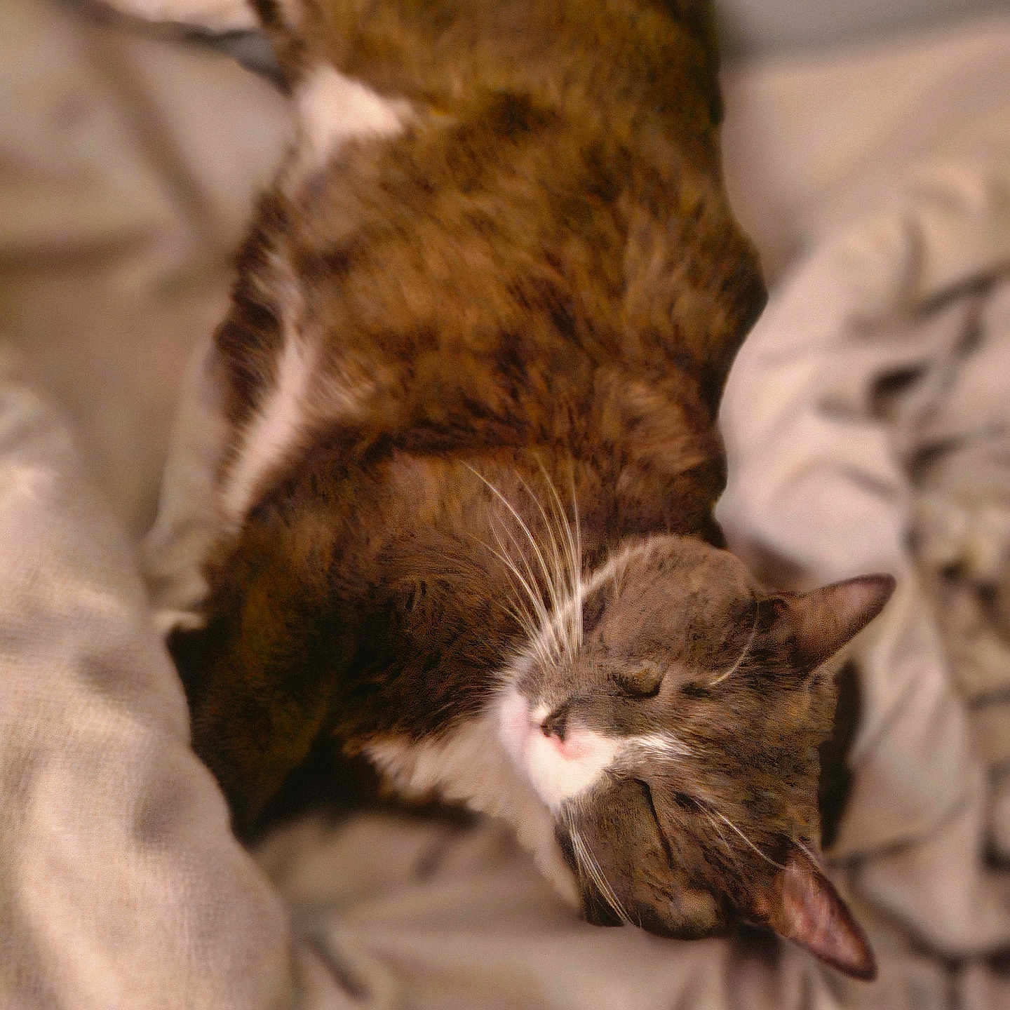 Arden joined the competition — help win amazing prizes! bed, bedding, blanket, cat, close_up, cozy, feline, fur, home, indoor, paws, pet, portrait, relaxed, resting, sleeping, soft_texture, tabby_cat, whiskers, white_markings