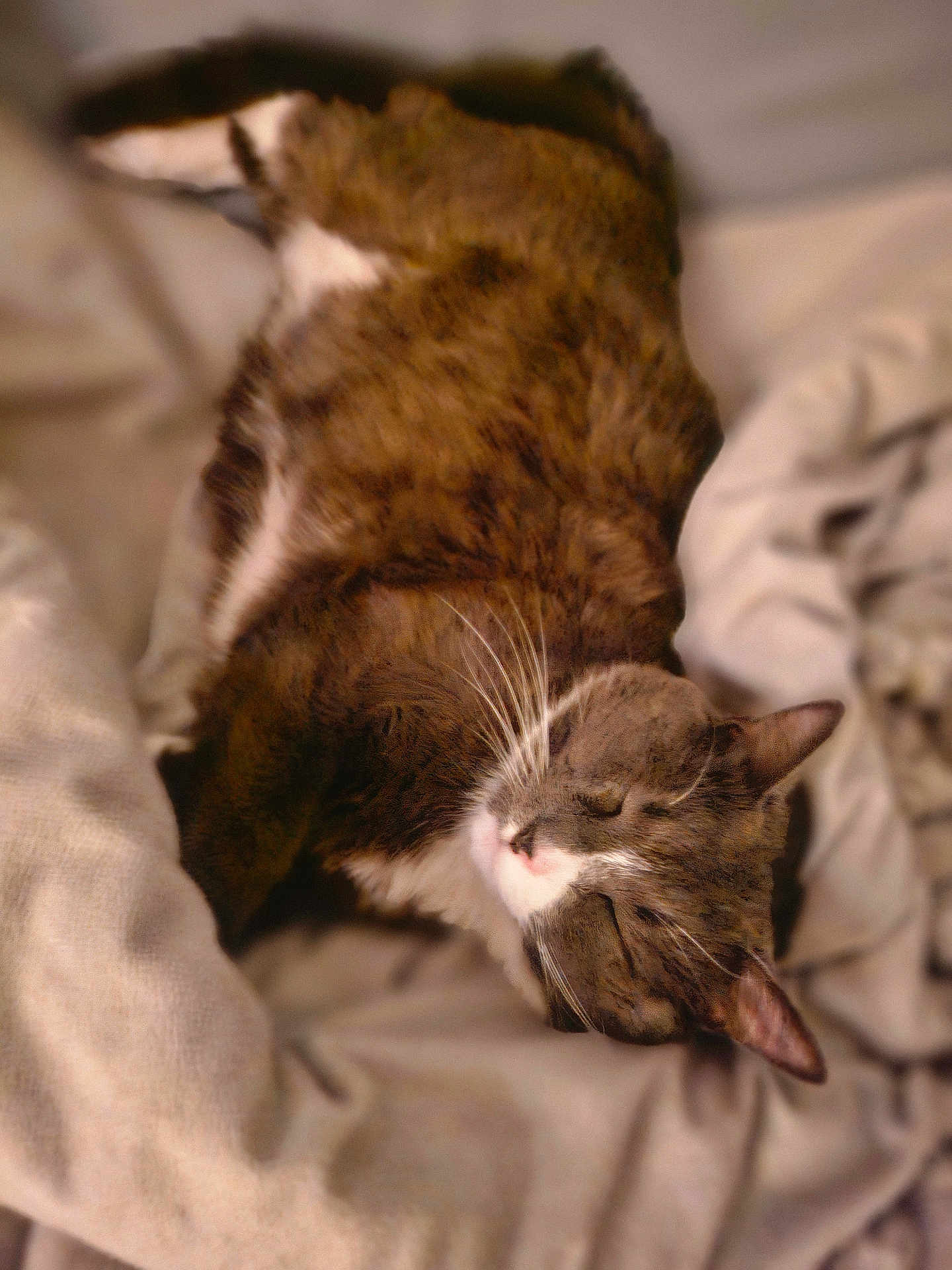 Arden joined the competition — help win amazing prizes! cat, sleeping, pet, tabby_cat, white_markings, whiskers, fur, cozy, bed, blanket, bedding, paws, indoor, relaxed, portrait, close_up, feline, resting, soft_texture, home