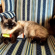 Carmichael joined the competition — help win amazing prizes! cat, siamese_cat, toy, striped_chair, furniture, indoor, pet, animal, fluffy, relaxed, blue_eyes, paws, cute, domestic_cat, resting, living_room, striped_pattern, comfort, couch, feline