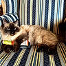cat, siamese_cat, toy, striped_chair, furniture, indoor, pet, animal, fluffy, relaxed, blue_eyes, paws, cute, domestic_cat, resting, living_room, striped_pattern, comfort, couch, feline