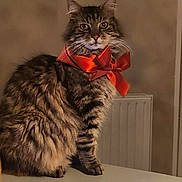 Feeling a rejoint le concours — aidez-le/la à gagner de superbes lots ! cat, tabby, fluffy, bow, red_bow, pet, animal, feline, indoor, table, portrait, curious, sitting, whiskers, ears, fur, face, domestic_animal, cute, house