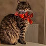 cat, tabby, fluffy, bow, red_bow, pet, animal, feline, indoor, table, portrait, curious, sitting, whiskers, ears, fur, face, domestic_animal, cute, house