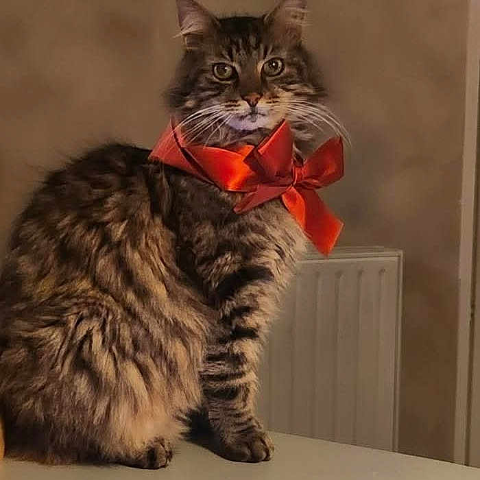 Feeling a rejoint le concours — aidez-le/la à gagner de superbes lots ! animal, bow, cat, curious, cute, domestic_animal, ears, face, feline, fluffy, fur, house, indoor, pet, portrait, red_bow, sitting, tabby, table, whiskers