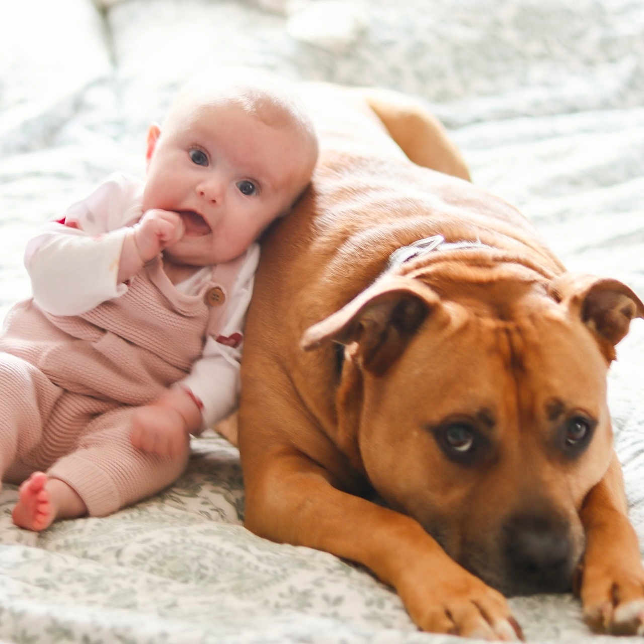Olivia is registered to the contest to win money with this photo: animal, baby, blanket, bodypart, bulldog, canine, dog, face, finger, hand, happy, head, newborn, people, person, pet, photography, portrait, puppy, smile