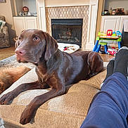 Hunter joined the competition — help win amazing prizes! dog, labrador, brown_dog, living_room, fireplace, ottoman, cushion, floor, toy, childrens_toy, furniture, carpet, person_feet, socks, pants, home_interior, relaxing, pet, canine, cozy