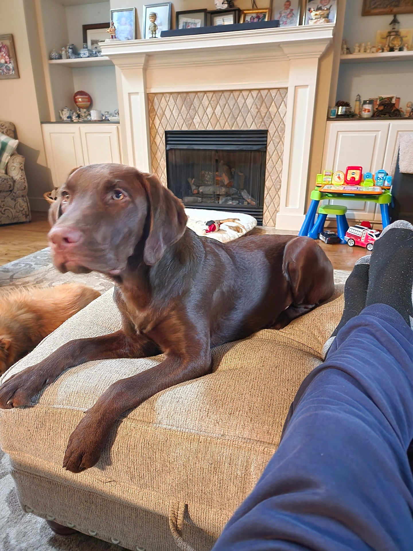 Hunter joined the competition — help win amazing prizes! dog, labrador, brown_dog, living_room, fireplace, ottoman, cushion, floor, toy, childrens_toy, furniture, carpet, person_feet, socks, pants, home_interior, relaxing, pet, canine, cozy