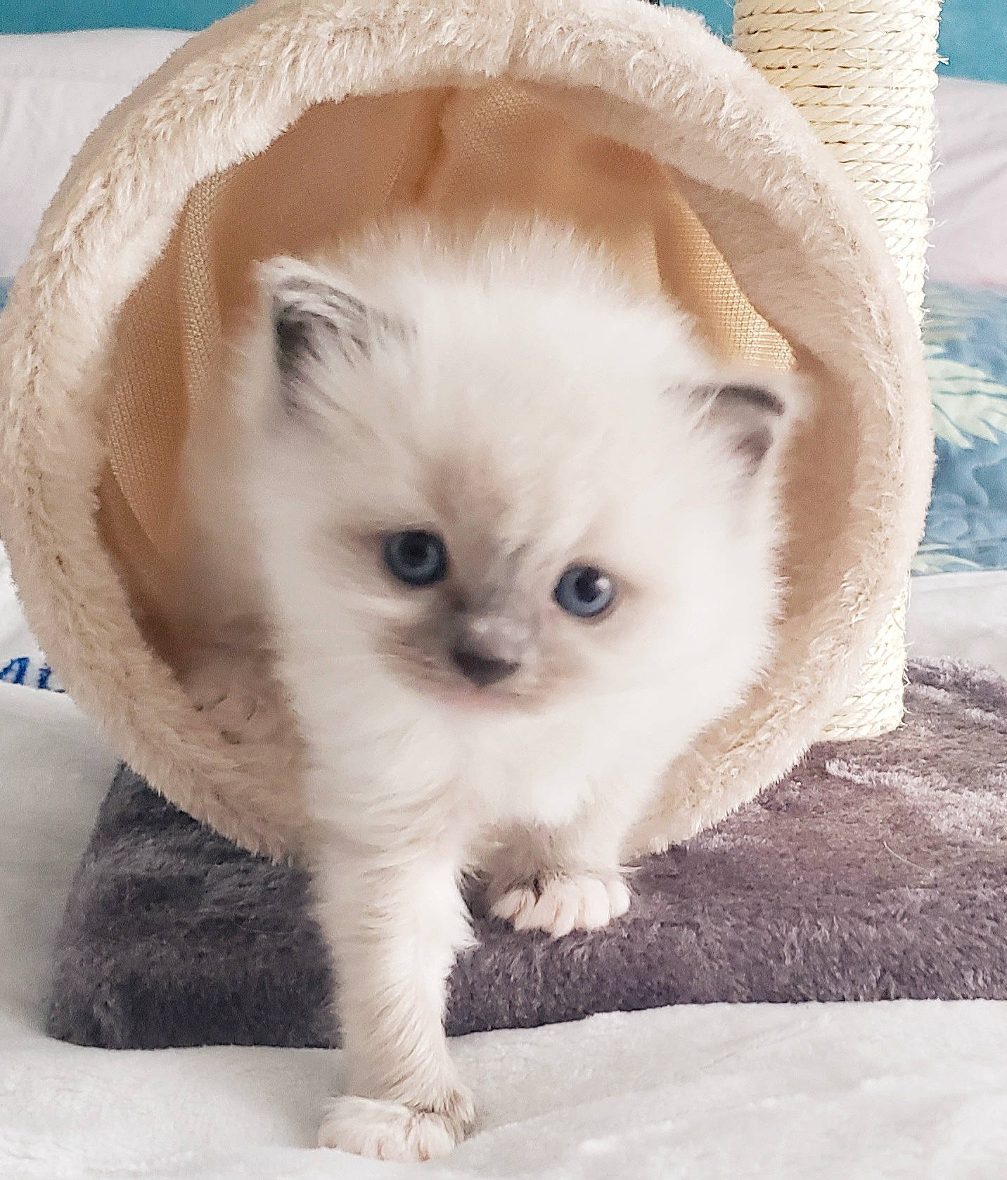 Roméo Le Trésor Blue Foam Doll a rejoint le concours — aidez-le/la à gagner de superbes lots ! birman, blue, carnivore, cat, eye, fawn, felidae, fruit, fur, iris, musical_instrument, paw, plant, ragdoll, sitting, small_to_medium_sized_cats, snout, tail, terrestrial_animal, whiskers