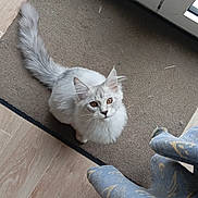 Atos participe au concours pour gagner de l'argent avec cette photo : cat, fluffy_cat, white_cat, amber_eyes, indoor, mat, wooden_floor, curtain, glass_door, footwear, slippers, pants, looking_up, pet, domestic_animal, feline, floor, home_interior, curtains, person