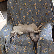 Atos participe au concours pour gagner de l'argent avec cette photo : armchair, blue, cat, comfort, cozy, feline, fluffy, fur, home, indoor, leaf_pattern, patterned_fabric, paws, pet, relaxed, resting, sleeping, tail, wood_floor, yellow