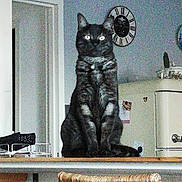 Shoopy a rejoint le concours — aidez-le/la à gagner de superbes lots ! cat, tabby, indoor, kitchen, counter, clock, wicker_chair, furniture, pet, animal, sitting, domestic, table, appliance, doorway, lighting, interior, feline, eyes, looking